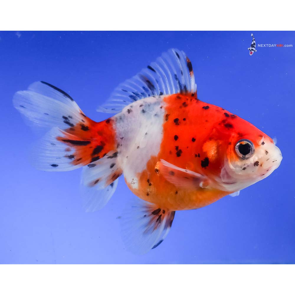 4.5” Imported Calico Ryukin