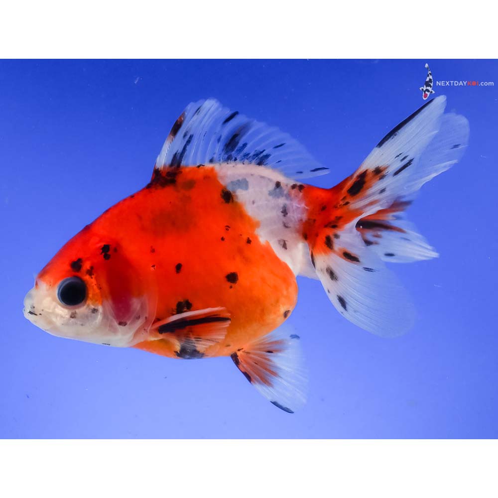 4.5” Imported Calico Ryukin