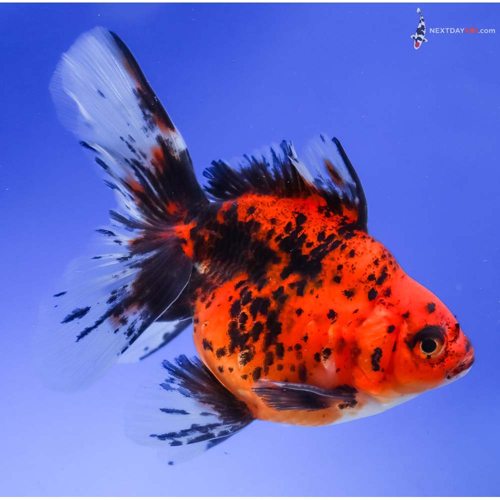 5” Imported Male Calico Ryukin