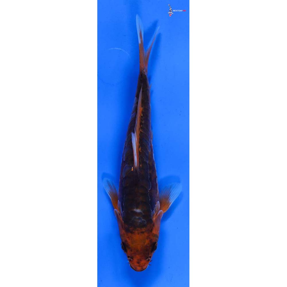 6.5” Imported Hana Shusui