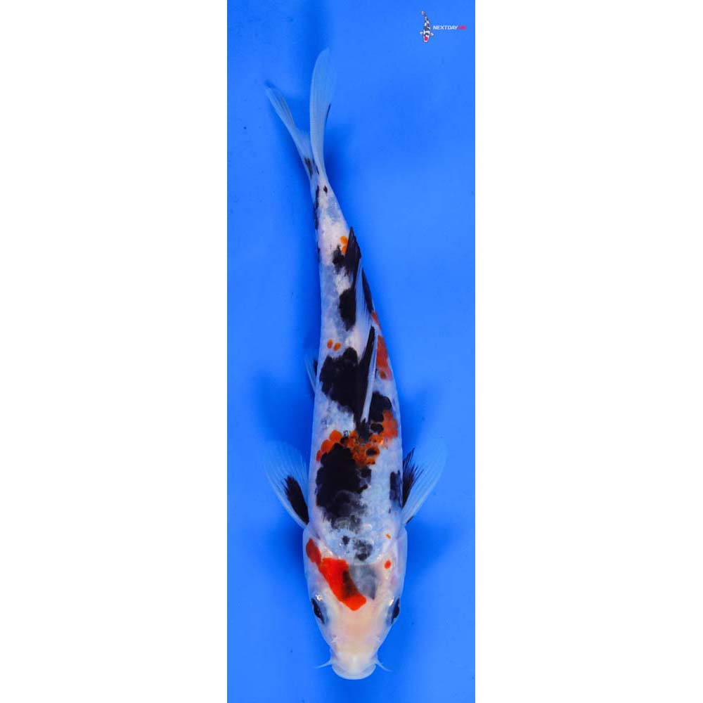 6.5” Imported Sanke