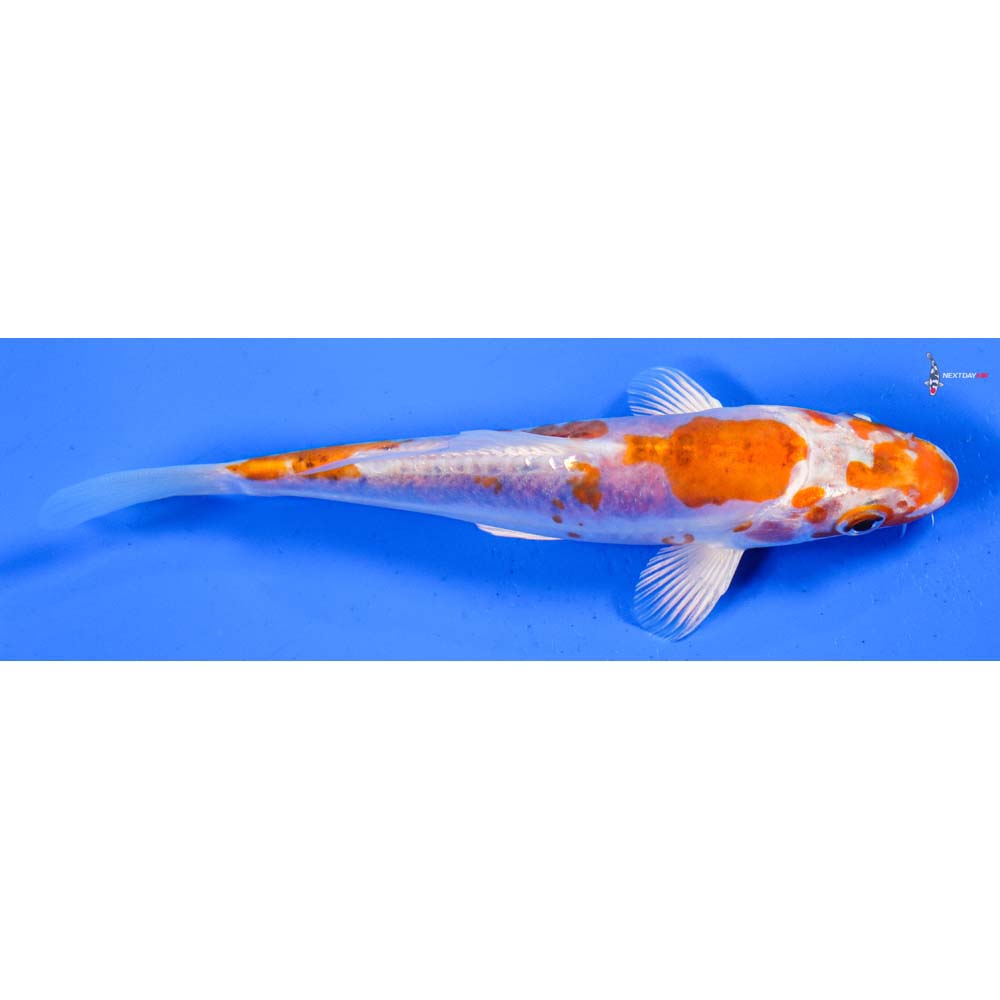 6” Imported Kikusui