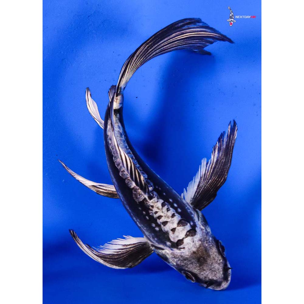 6” Imported Kikokuryu Butterfly Koi