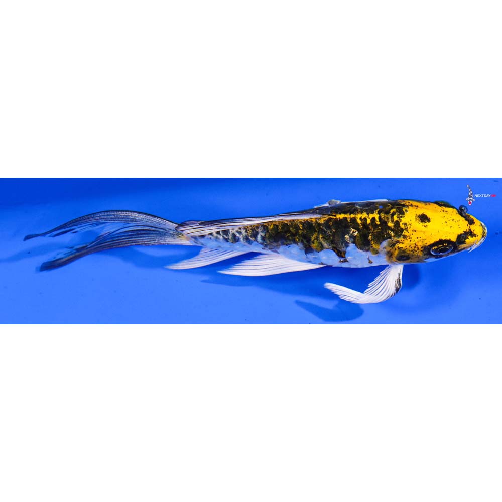 6” Imported Armor Scaled Kujaku Butterfly Koi
