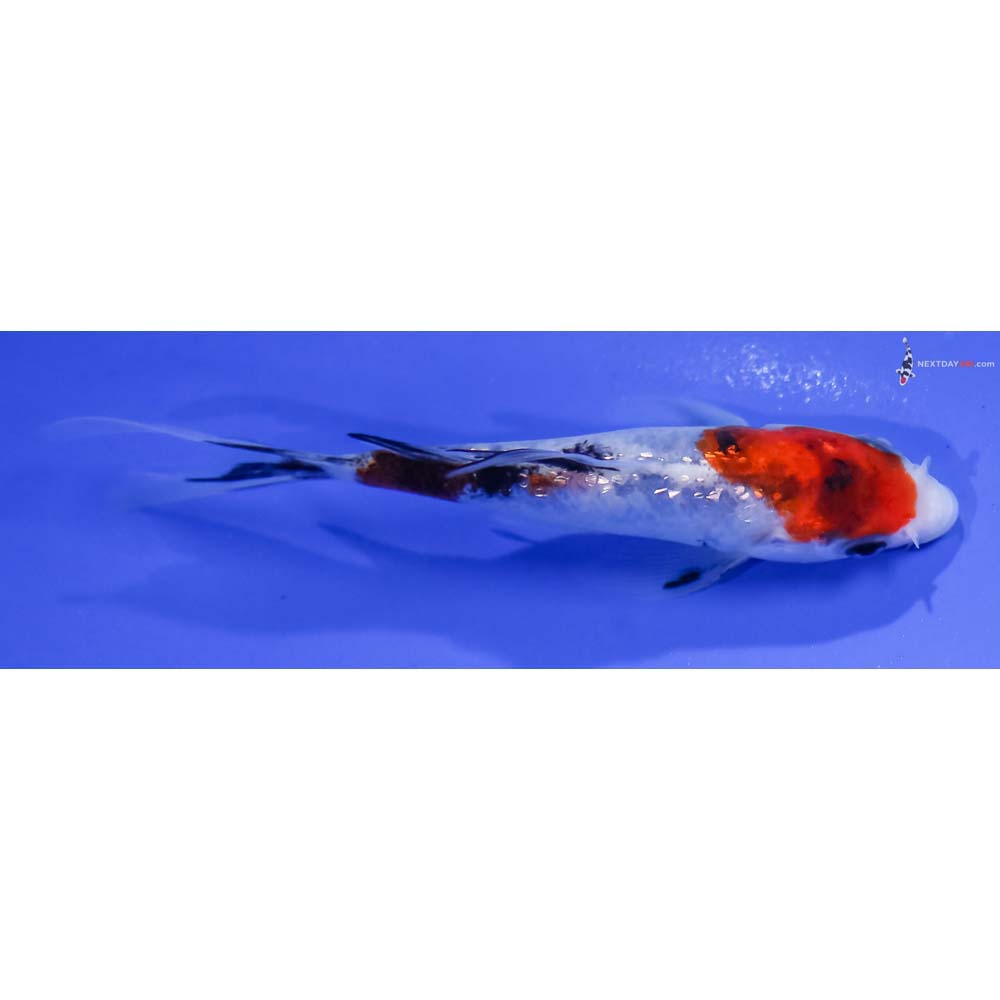 4.5” Imported Gin Rin Sanke Butterfly Koi