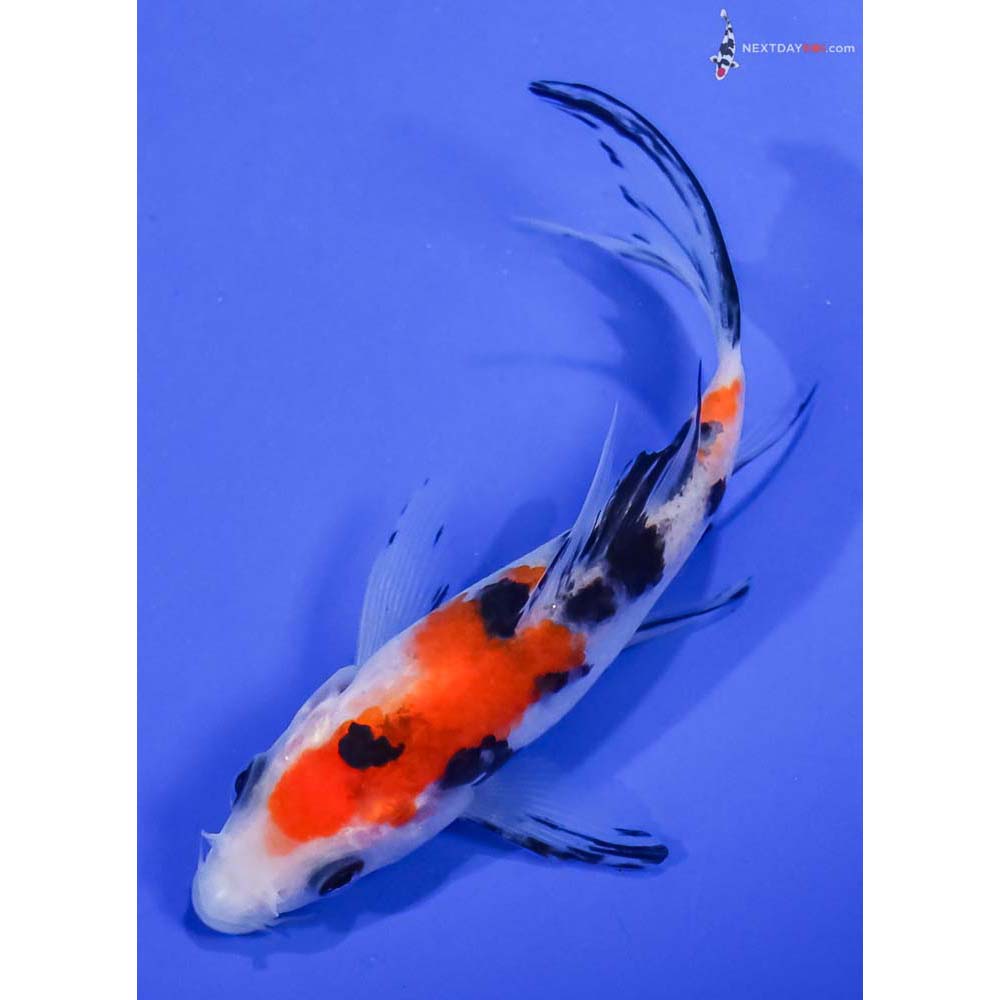 4.5” Imported Sanke Butterfly Koi