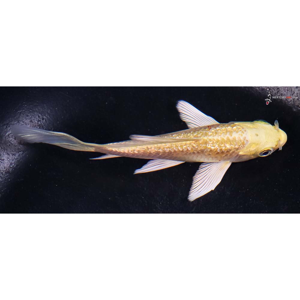 4.5” Imported Gin Rin Yamabuki Ogon Butterfly Koi