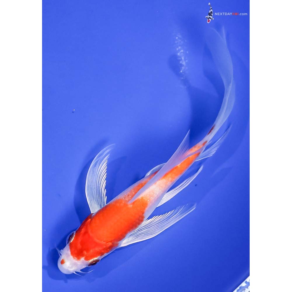 5.5” Imported Hariwake Butterfly Koi