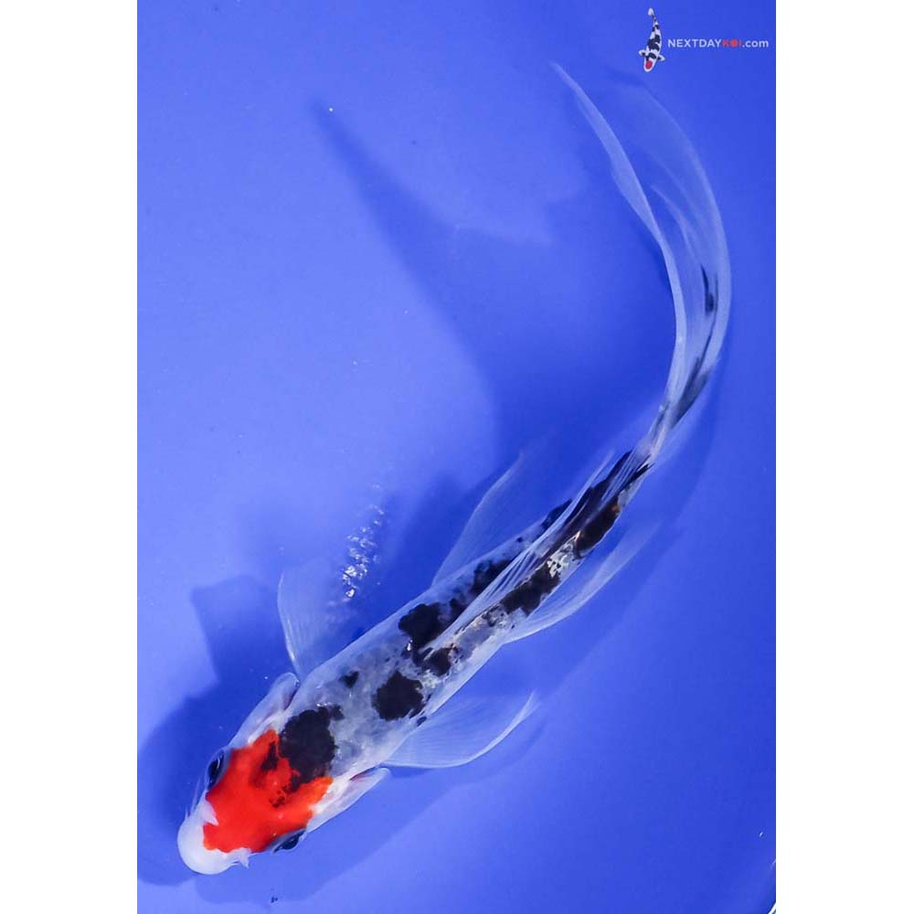 5.5” Imported Doitsu Sanke Butterfly Koi
