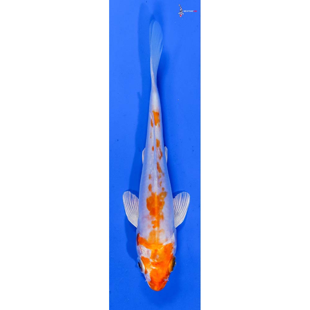 4.5” Imported Kikusui