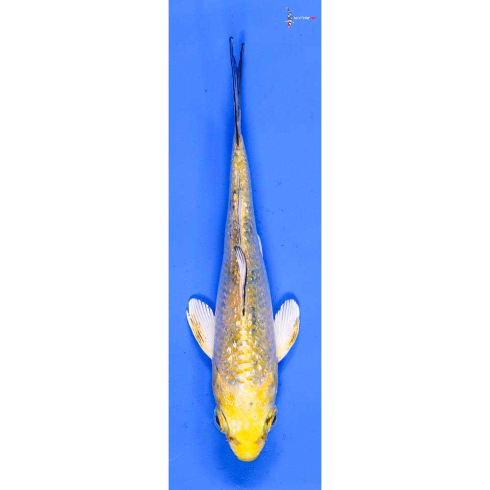 5” Imported Gin Rin Yamato Nishiki