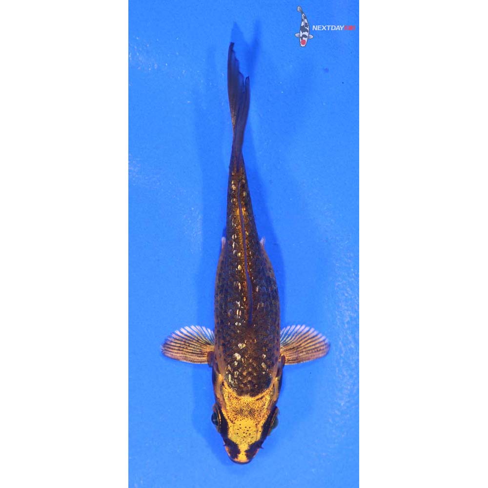 3” Imported Gin Rin Orenji Matsuba