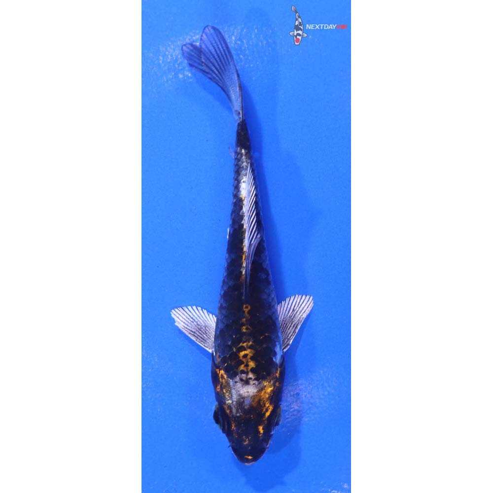 3.5” Imported Kujaku