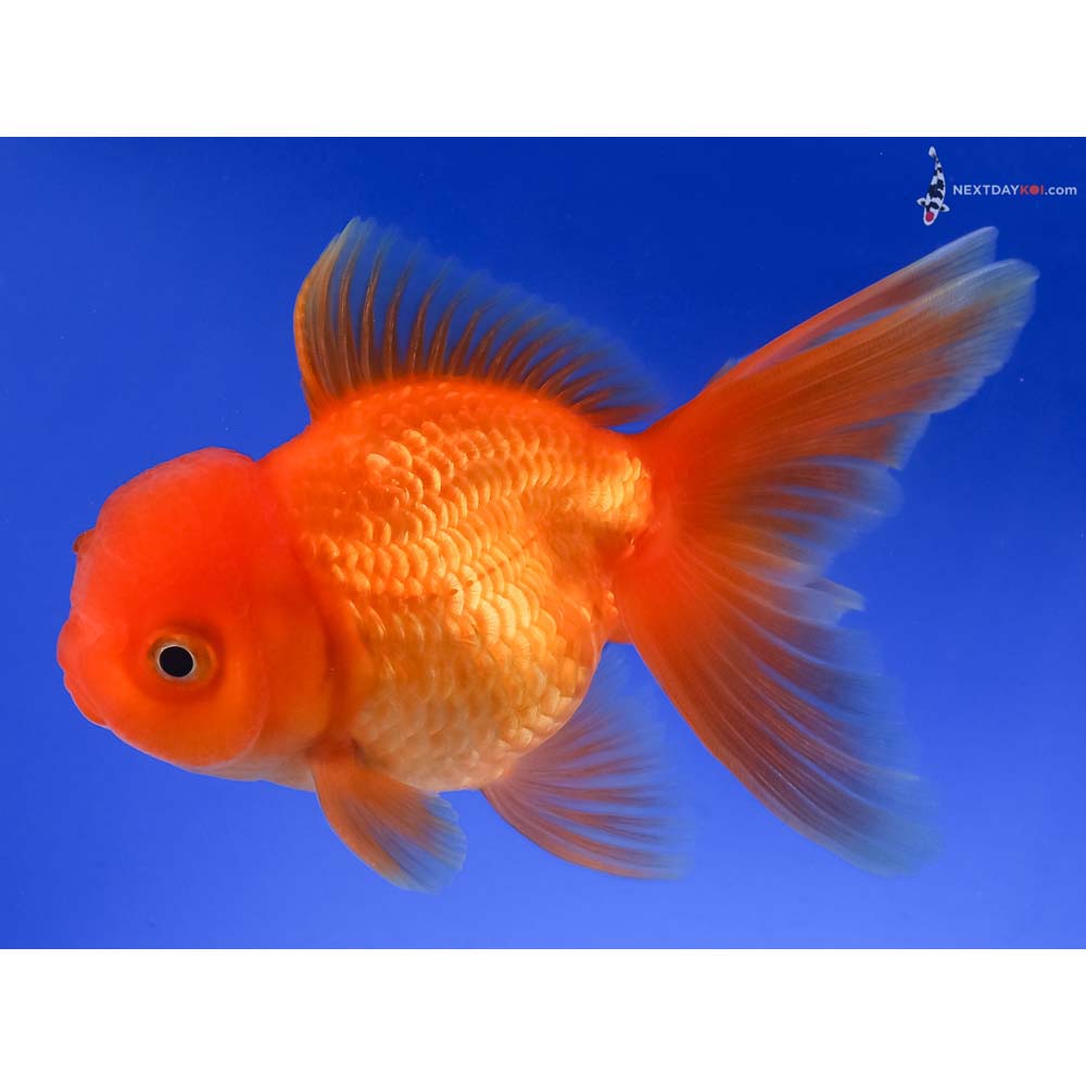 4” Imported Red Oranda