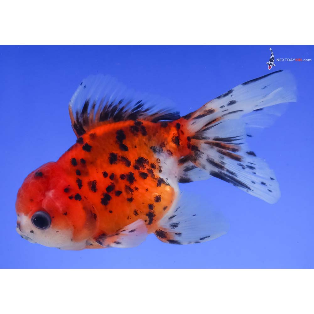 4” Imported Calico Oranda