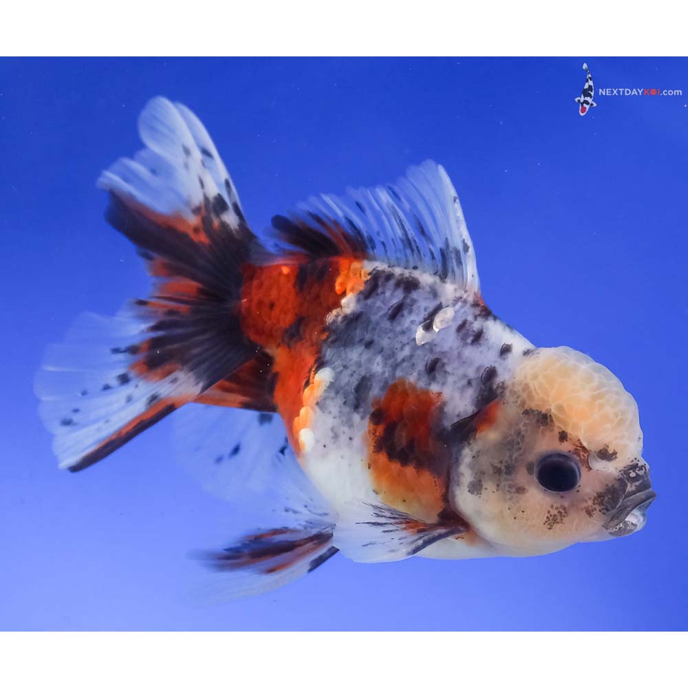 4.5” Imported Calico Oranda