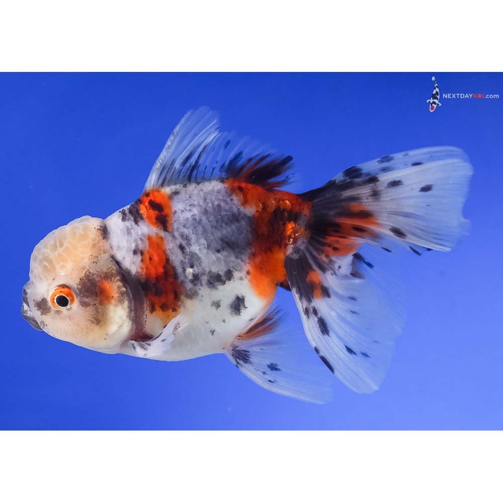 4.5” Imported Calico Oranda