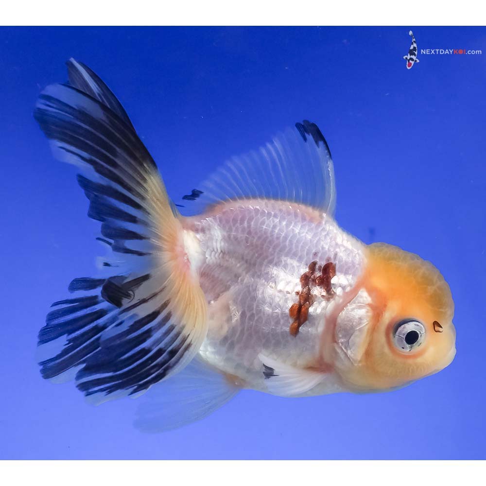 4” Imported Panda Oranda