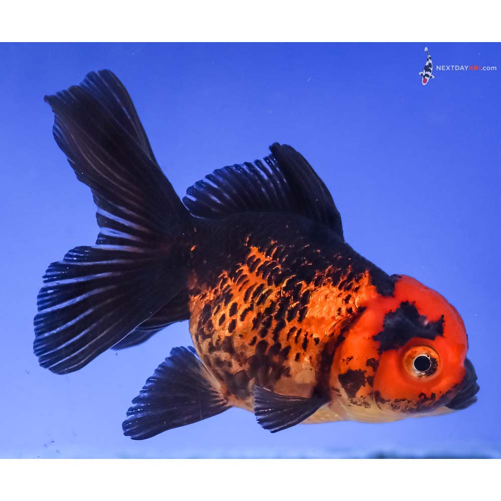 3.5” Imported Red and Black Oranda
