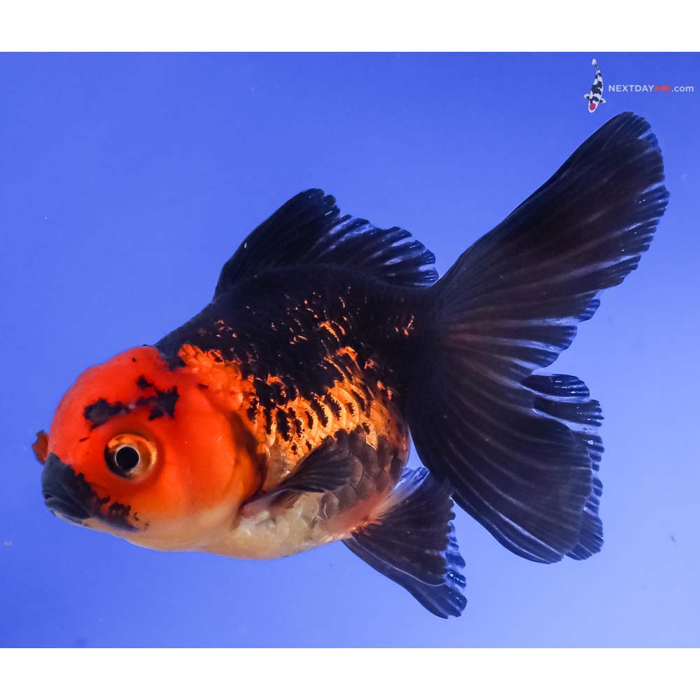 3.5” Imported Red and Black Oranda
