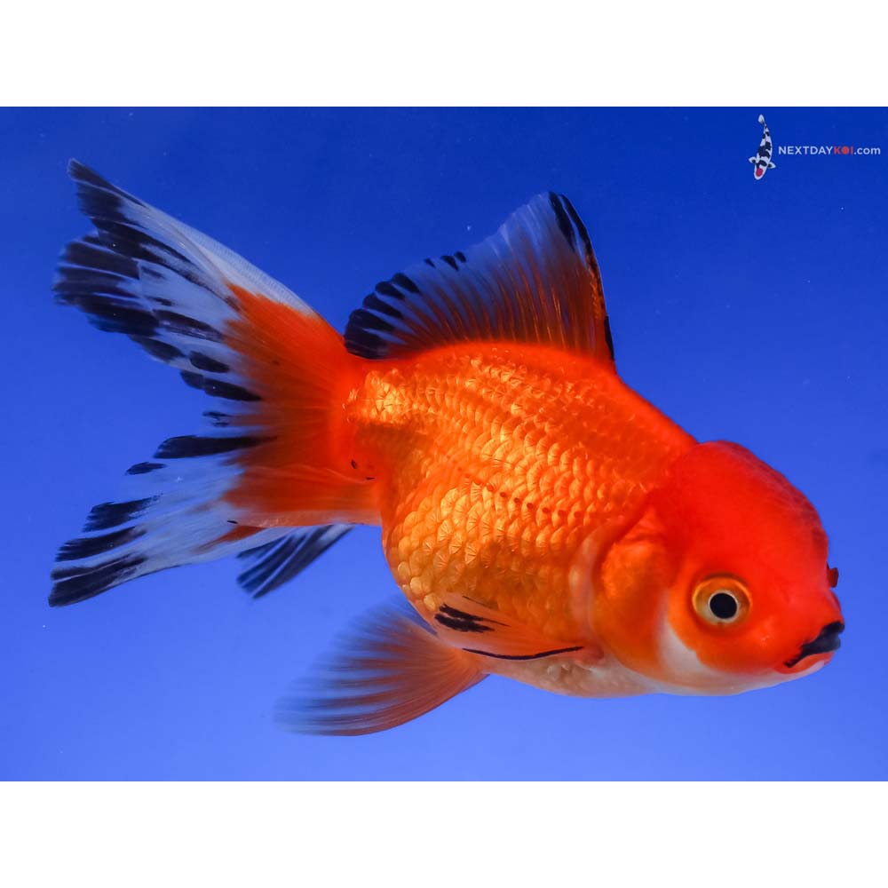4.5” Imported Tri Color Oranda