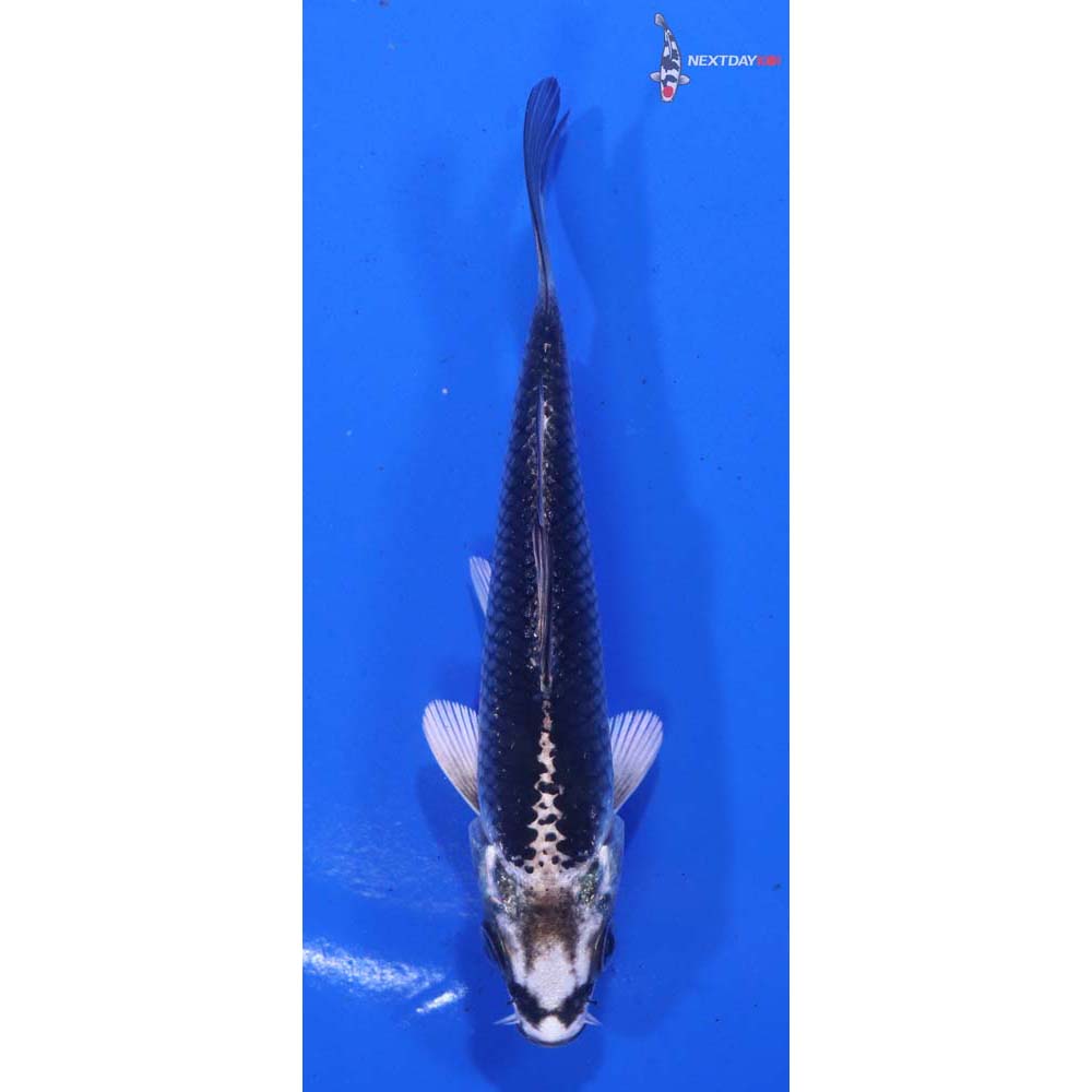 4” Imported Gin Matsuba