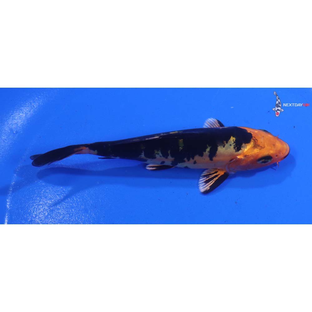 4” Imported Doitsu Kin Aka Bekko