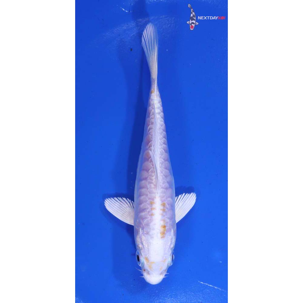 4.5” Imported Armor Scaled Lemon Hariwake