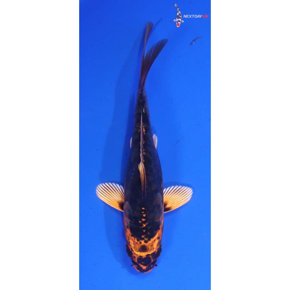 4.5” Imported Kin Kikokuryu