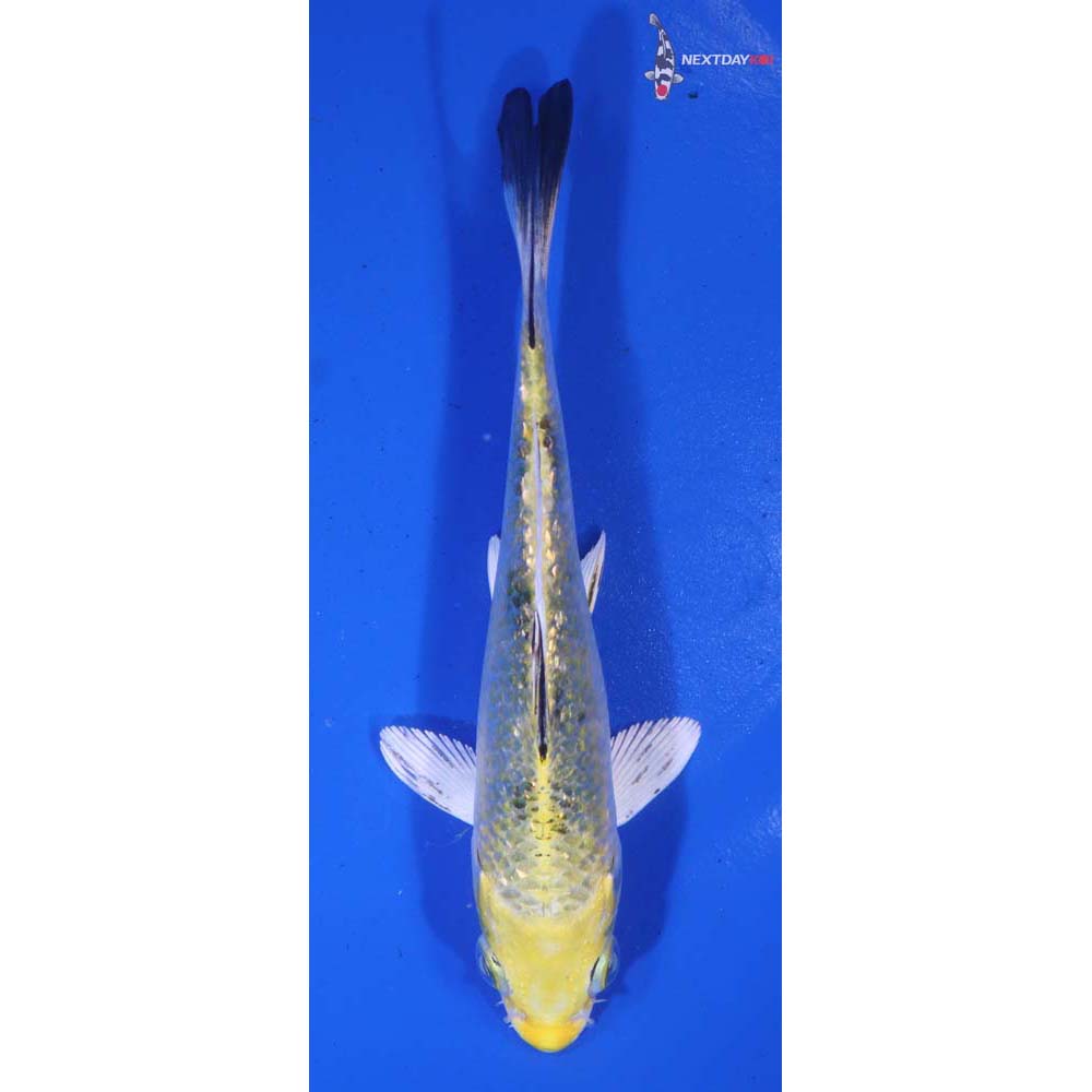 5” Imported Gin Rin Yamato Nishiki