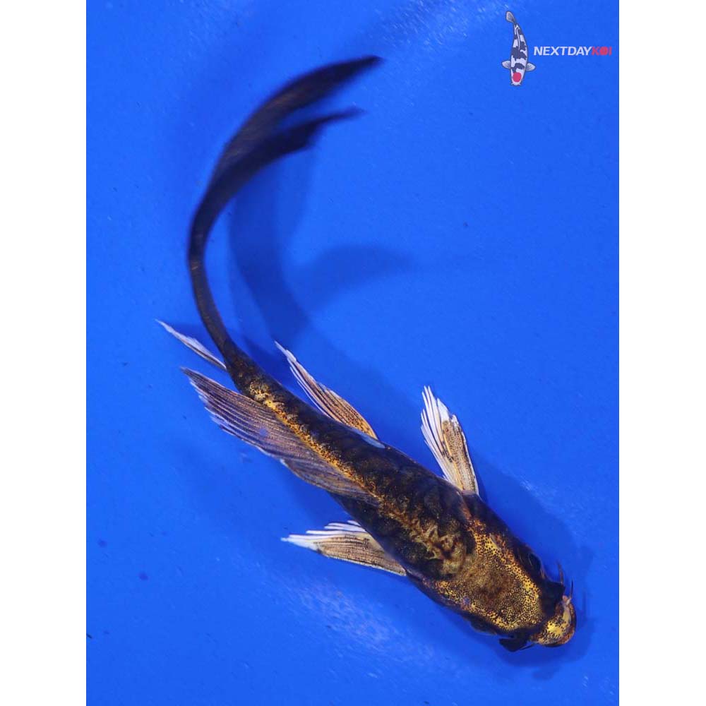 4” Imported Kin Kikokuryu Butterfly Koi