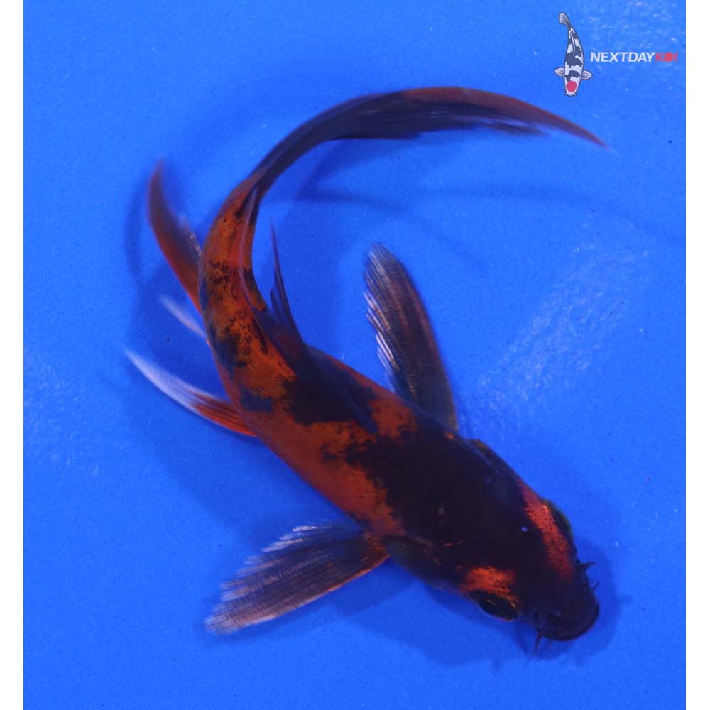 3.5” Imported Kin Aka Bekko Butterfly Koi