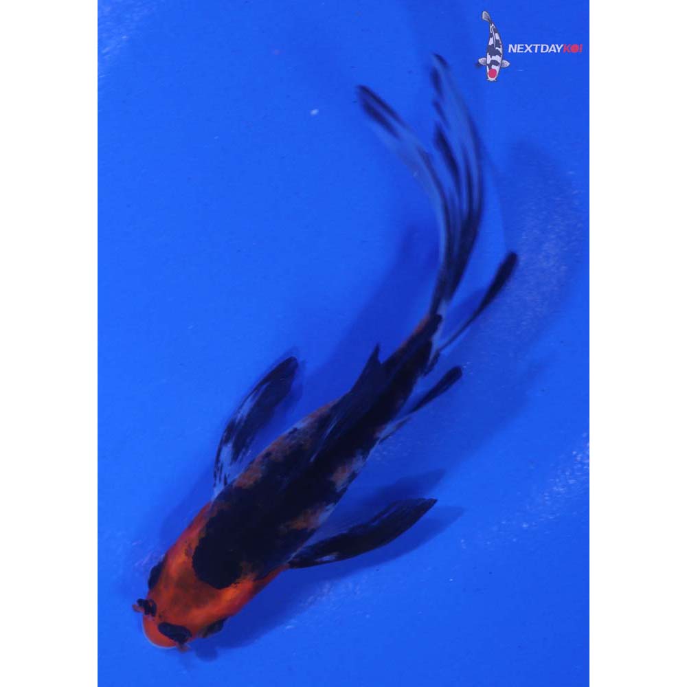 4” Imported Sanke Butterfly Koi