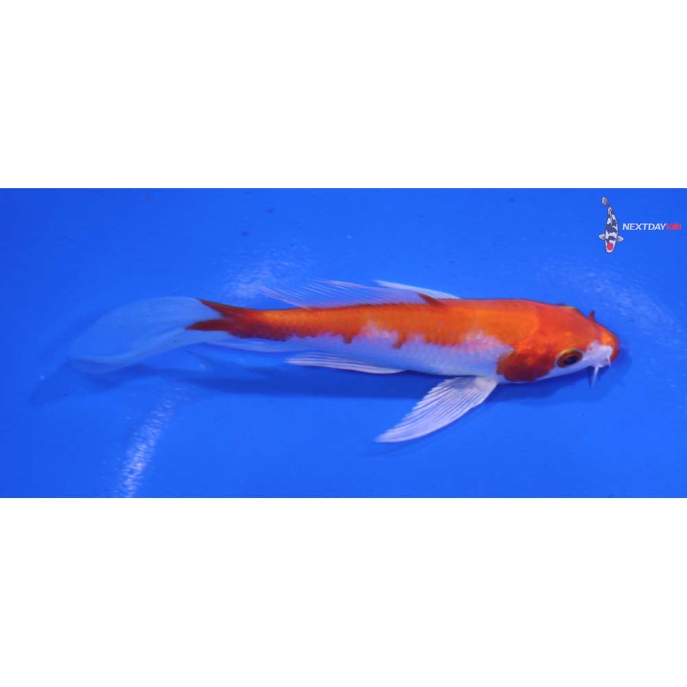 4” Imported Hariwake Butterfly Koi