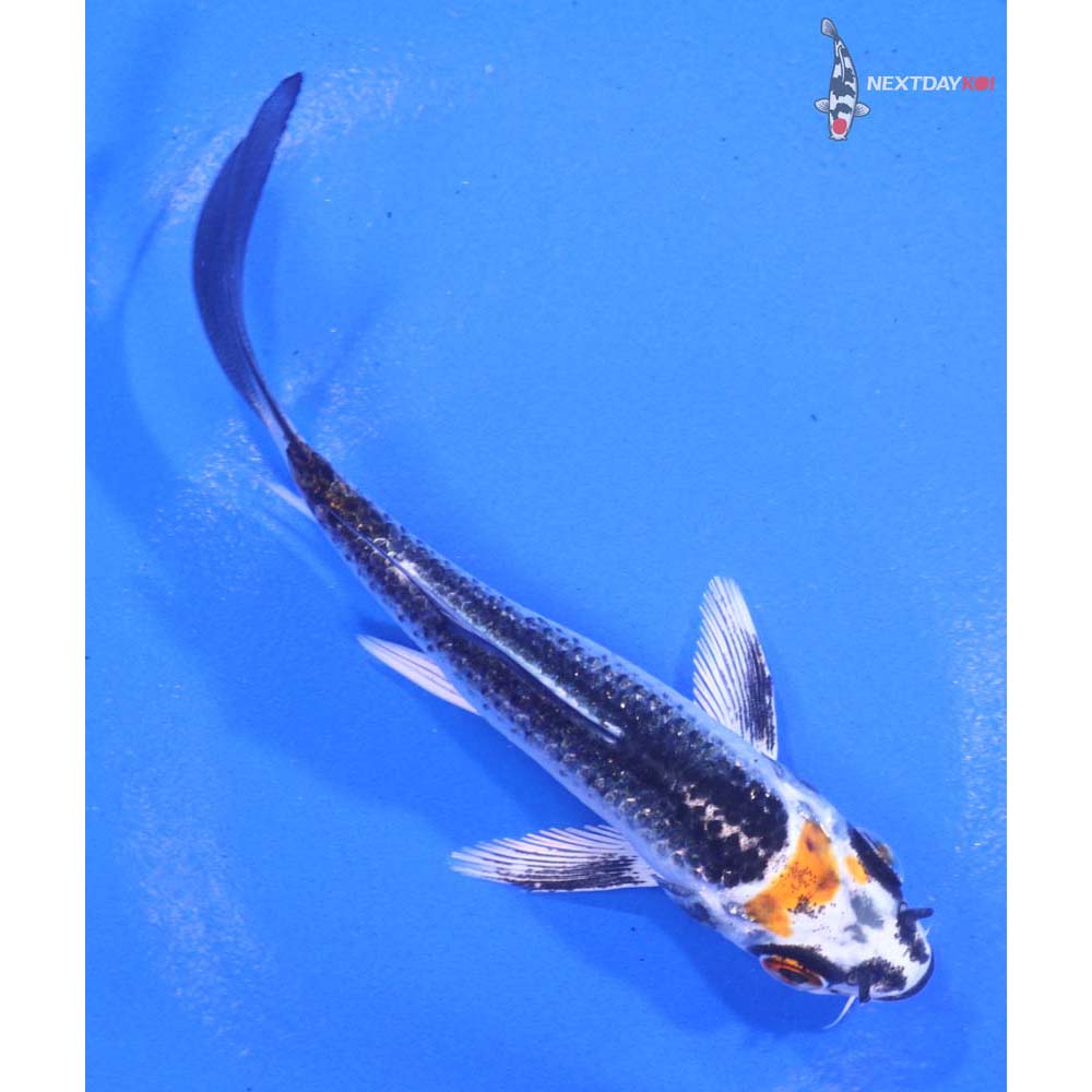 4” Imported Kujaku Butterfly Koi