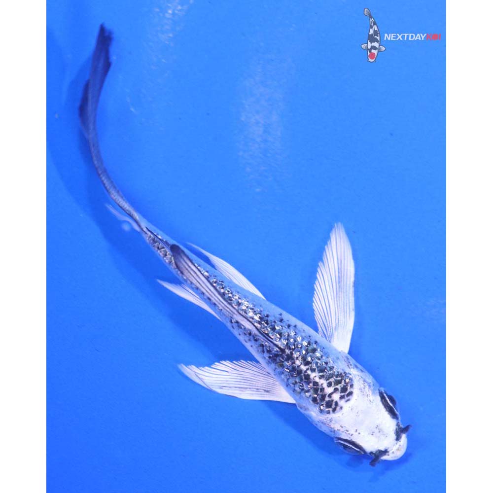 4” Imported Gin Rin Gin Matsuba Butterfly Koi