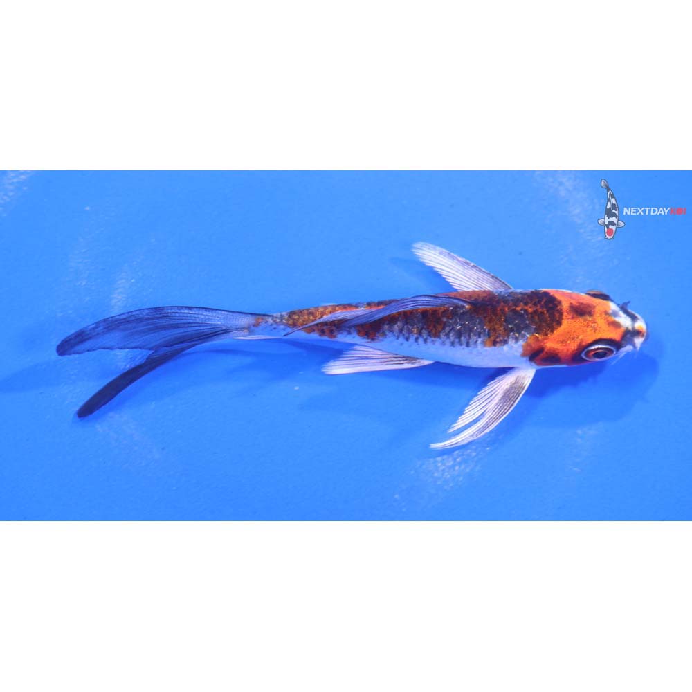 4” Imported Kujaku Butterfly Koi