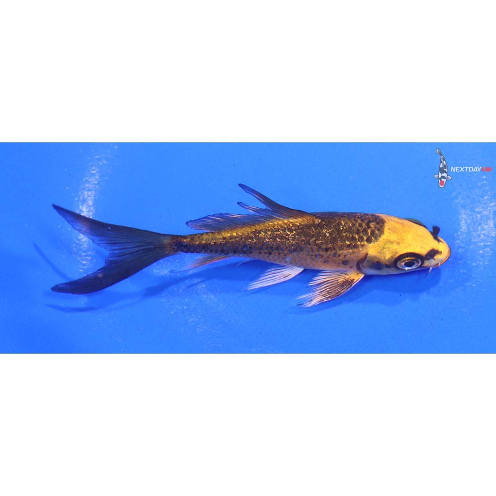 3.5” Imported Ki Matsuba Butterfly Koi