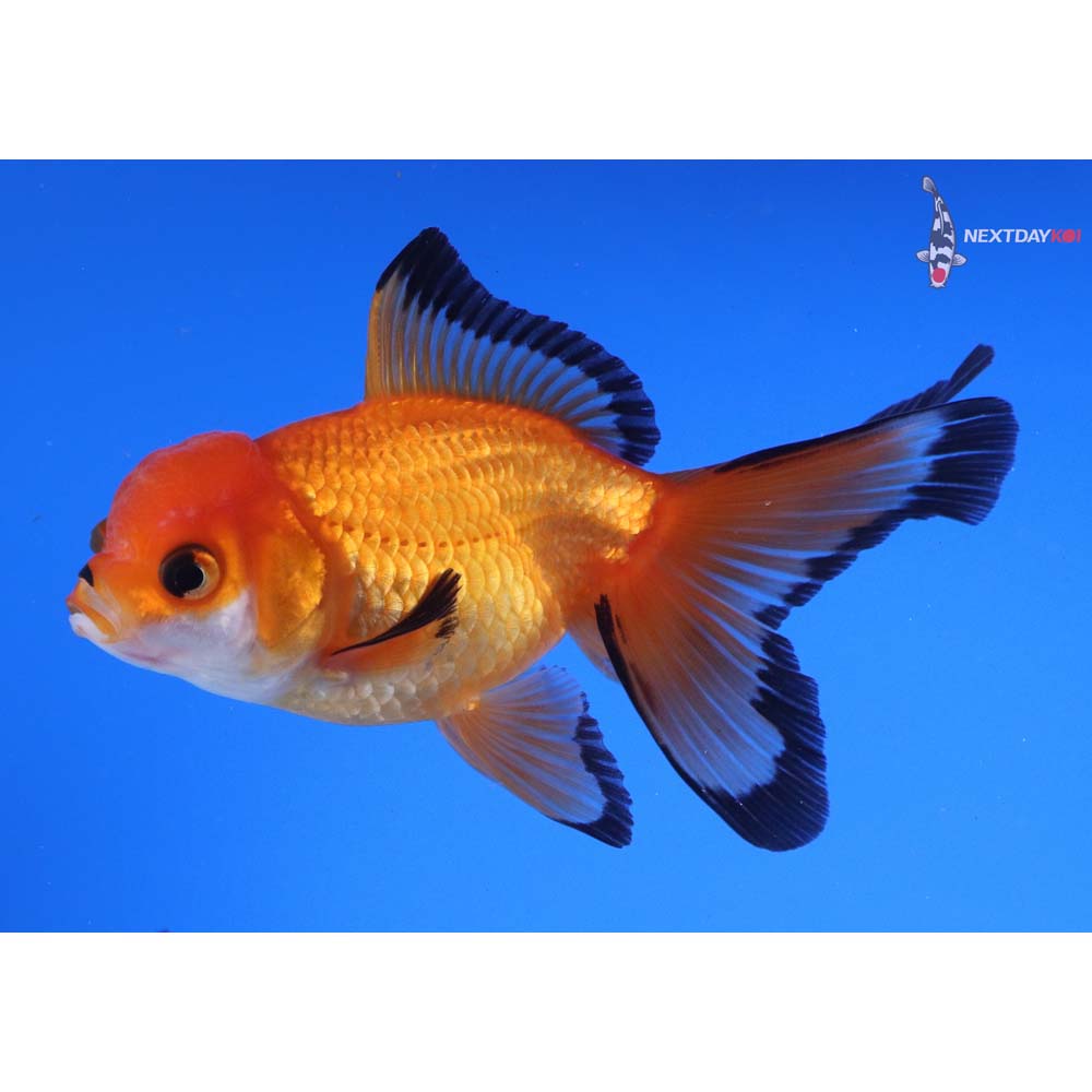 4” Imported Tri Color Oranda
