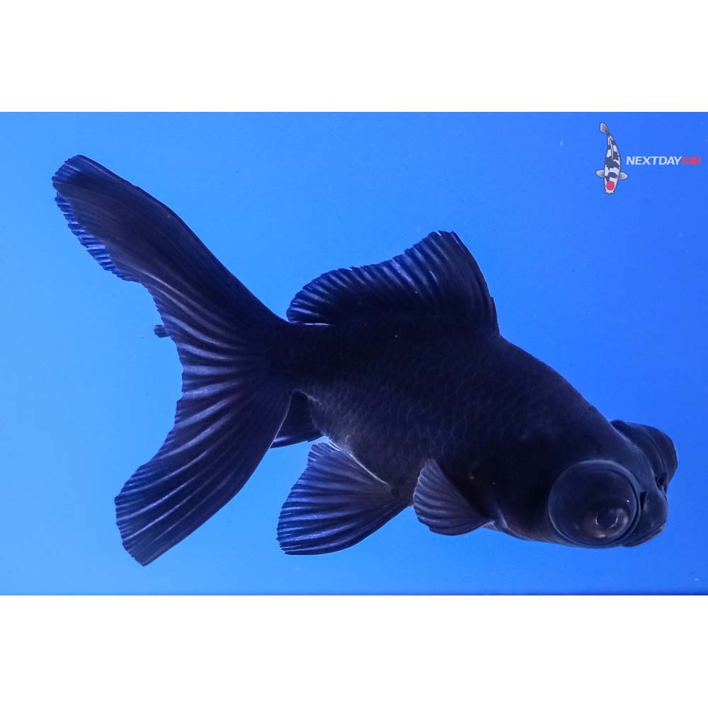 3.5” Imported Black Telescope Fantail