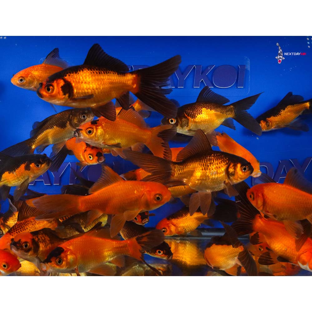 Alternative view of 4-5” Imported Red Panda Comet Goldfish