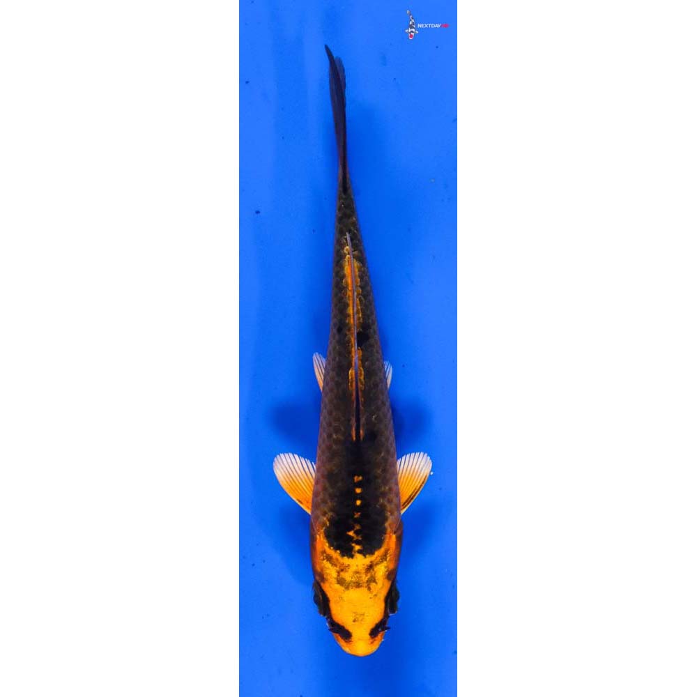 4” Imported Orenji Matsuba