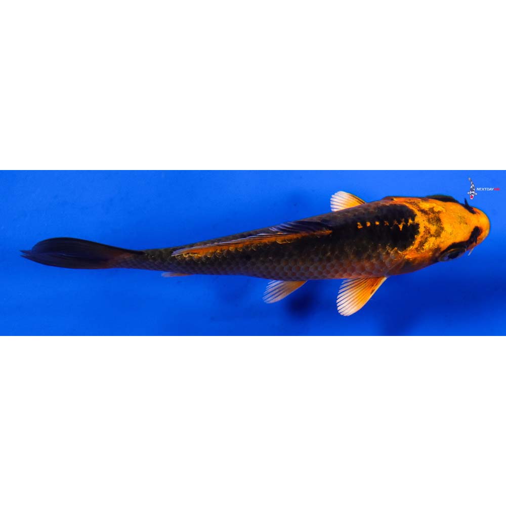 4” Imported Orenji Matsuba