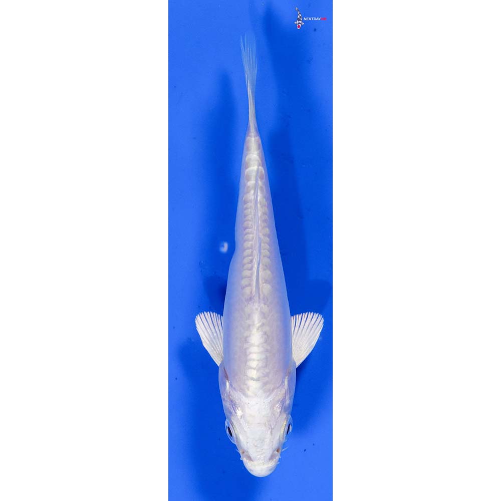 4” Imported Doitsu Platinum Ogon