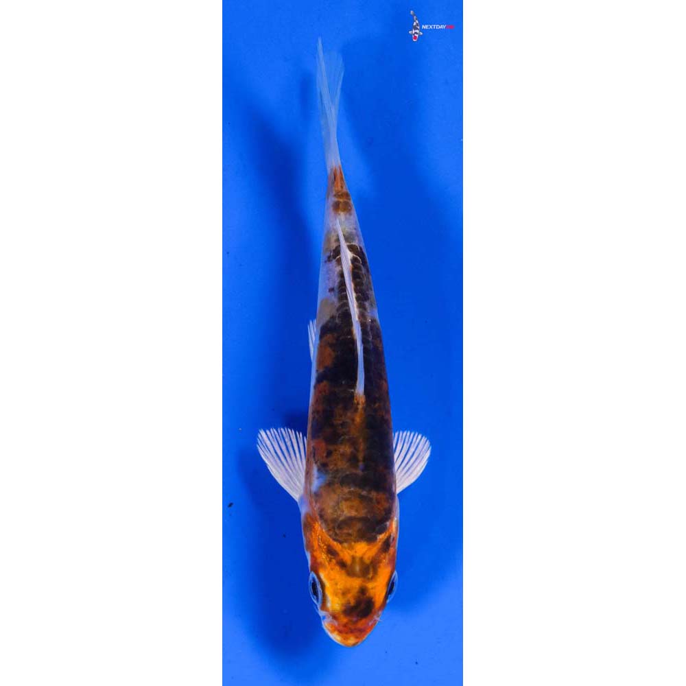 4” Imported Heisei Nishiki