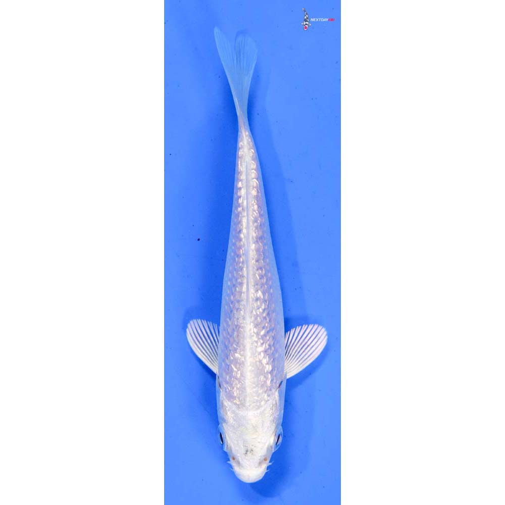 4” Imported Gin Rin Platinum Ogon