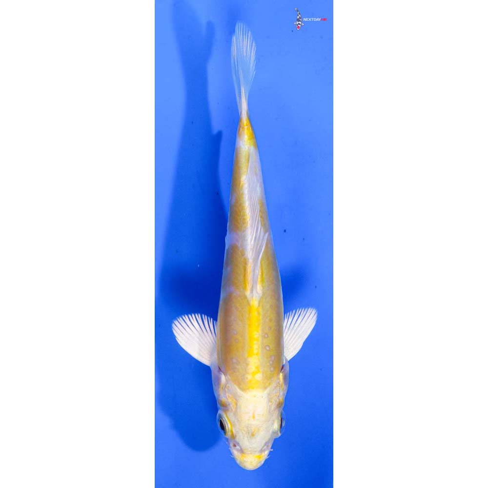 4” Imported Doitsu Lemon Hariwake