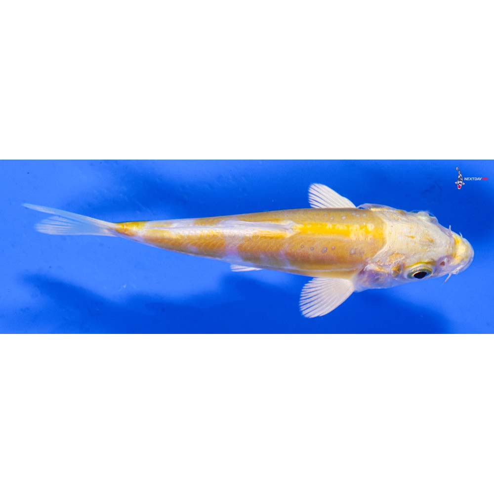 4” Imported Doitsu Lemon Hariwake