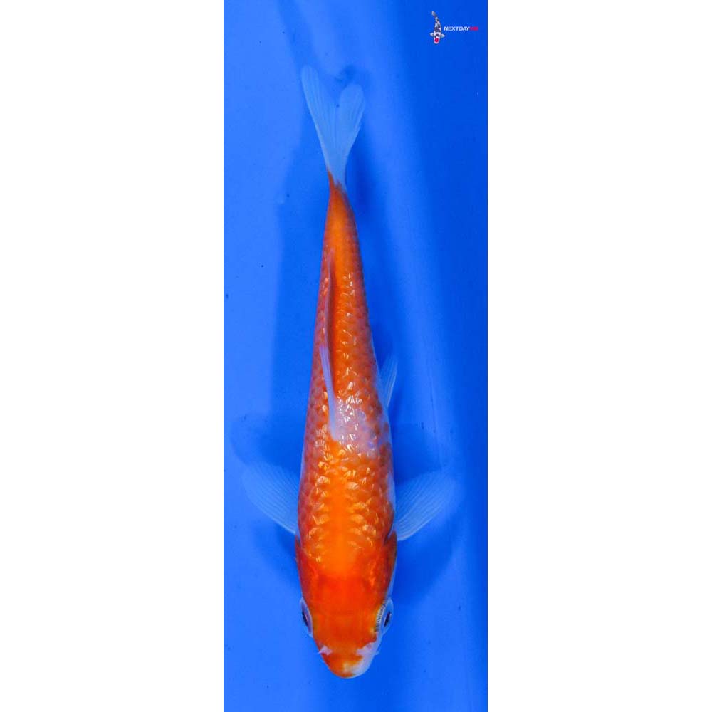 4” Imported Gin Rin Kohaku