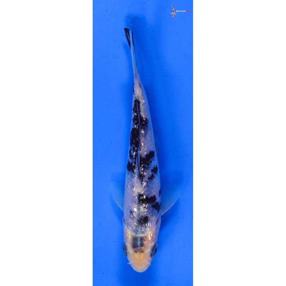 4” Imported Gin Rin Shiro Bekko